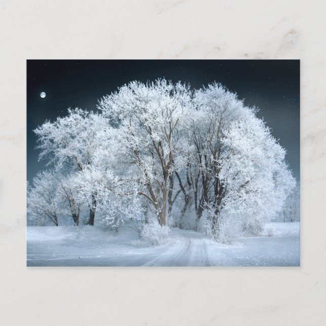 Snowy Road through Frosted Trees Postcard (Front)