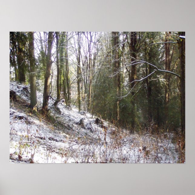 Snowy Sunlit Forest Glade Poster (Front)