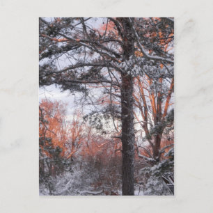 Snowy Sunrise Winter Snow Pine Tree Photo Postcard