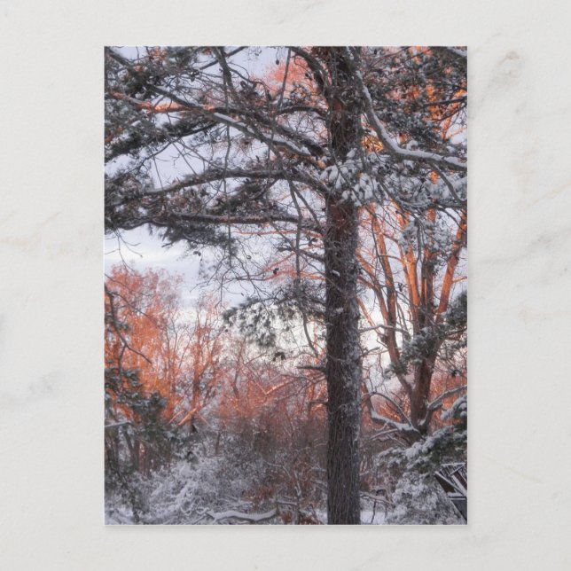 Snowy Sunrise Winter Snow Pine Tree Photo Postcard (Front)