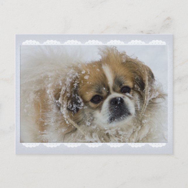 Snowy Tibetan Spaniel CC0136 Postcard (Front)