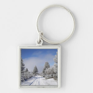 Snowy Track and Pine Trees, Cambrians, near St Key Ring