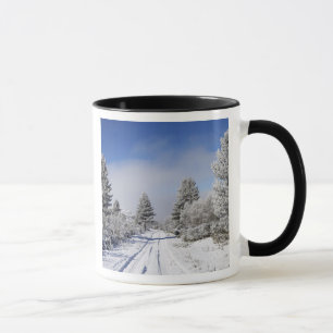 Snowy Track and Pine Trees, Cambrians, near St Mug
