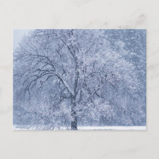 Snowy Tree Winter Frozen Scene Postcard