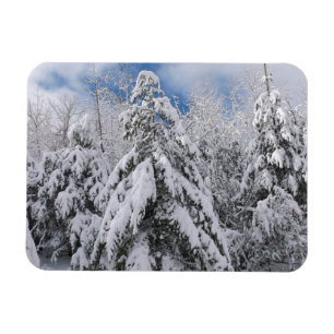 Snowy Trees Magnet