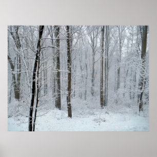 Snowy White Poplar Forest Poster