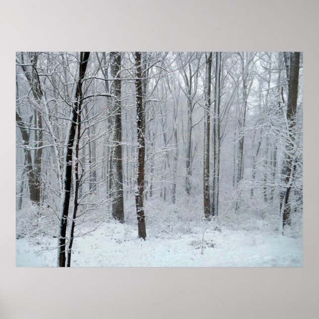 Snowy White Poplar Forest Poster (Front)