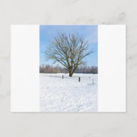 Snowy winter landscape with bare tree and blue sky