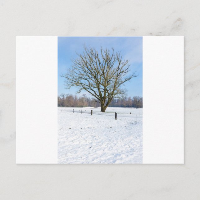 Snowy winter landscape with bare tree and blue sky postcard (Front)