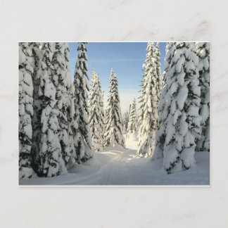 Snowy Wonderland Postcard