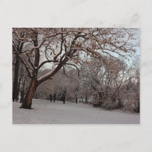 Snowy Woods photo postcard