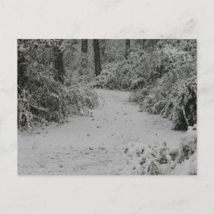 Snowy Woods Postcard