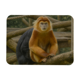 Snub-Nosed Monkey in Woodland Refuge Magnet