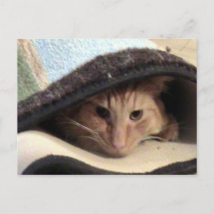 Snug As Bug Postcard