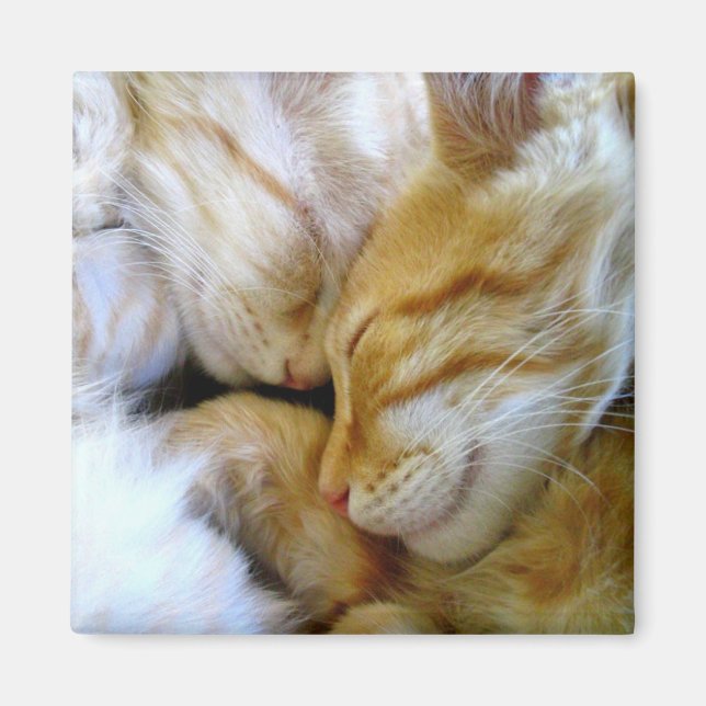Snuggle Kittens Magnet (Front)