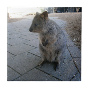 "Snuggles in Australia: A Cuddly Grey Quokka" Ceramic Tile