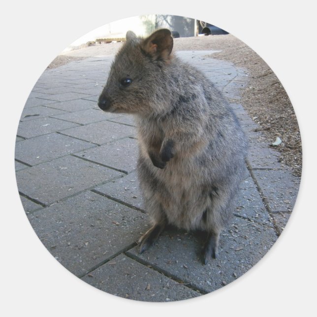 "Snuggles in Australia: A Cuddly Grey Quokka" Classic Round Sticker (Front)