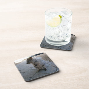 "Snuggles in Australia: A Cuddly Grey Quokka" Coaster
