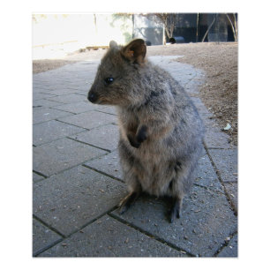 "Snuggles in Australia: A Cuddly Grey Quokka" Photo Print