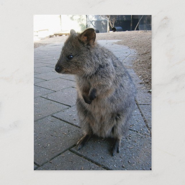 "Snuggles in Australia: A Cuddly Grey Quokka" Postcard (Front)