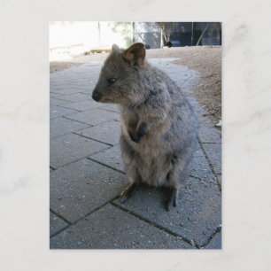 "Snuggles in Australia: A Cuddly Grey Quokka" Postcard