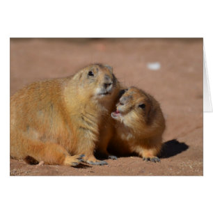 Snuggling Prairie Dogs