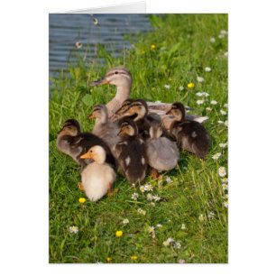 Snuggly Ducklings