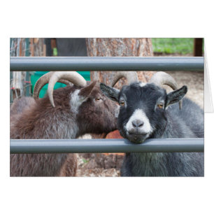Snuggly Goats!