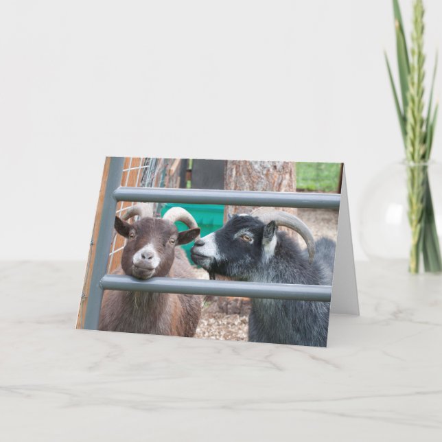 Snuggly Goats! Card (Front)