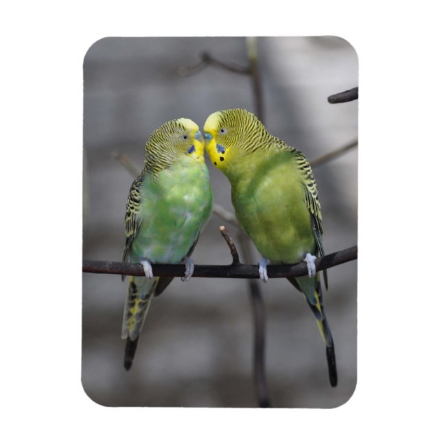 Snuggly Pair of Budgies Magnet (Vertical)