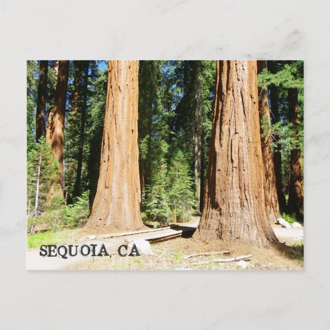 So Beautiful Sequoia Postcard! Postcard (Front)