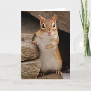 So Cute Curious Chipmunk Card