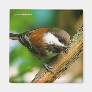 So Cute, So Curious: A Chestnut-Backed Chickadee Magnet