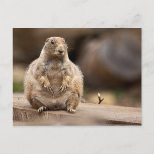 So I'm a Little Short for my Weight Postcard