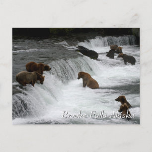 So many bears, Brooks Falls Alaska Postcard
