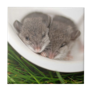 So Sleepy Baby Mice Ceramic Tile