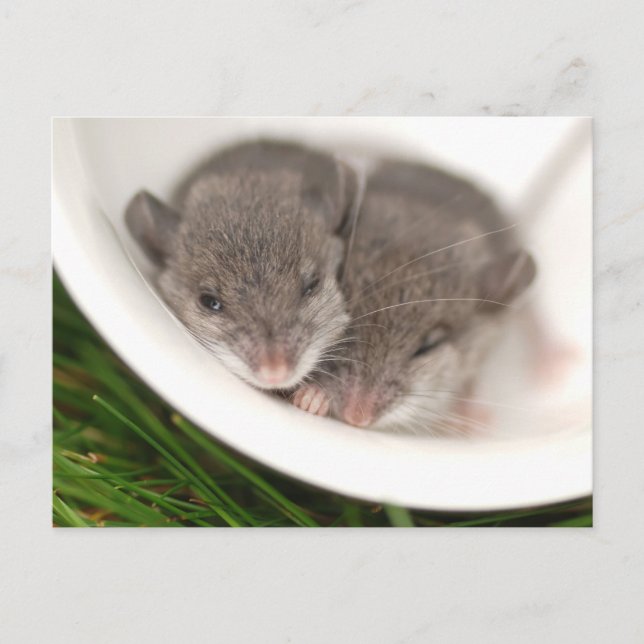 So Sleepy Baby Mice Postcard (Front)
