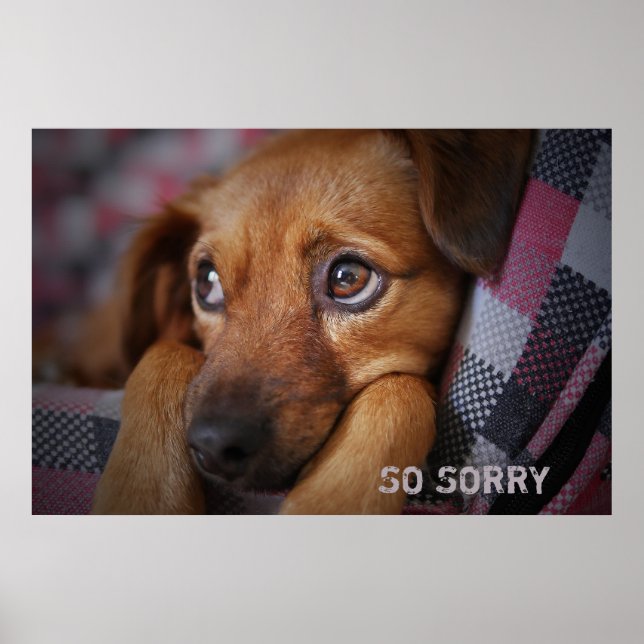 So Sorry Poster (Front)