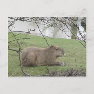 So süß der Riesennnager Postcard