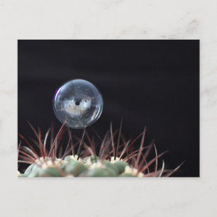 Soap bubble on a cactus postcard