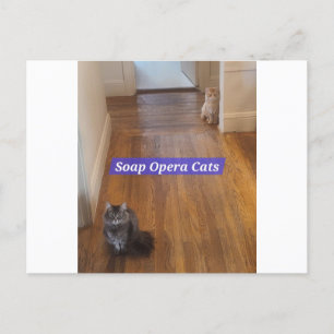 Soap Opera Cats Postcard