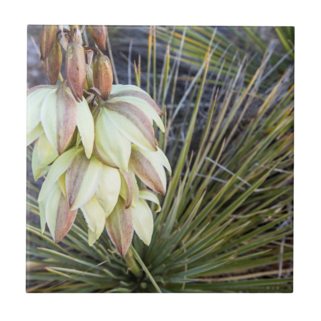 Soaptree Yucca Flowers In The Upper Missouri Ceramic Tile (Front)