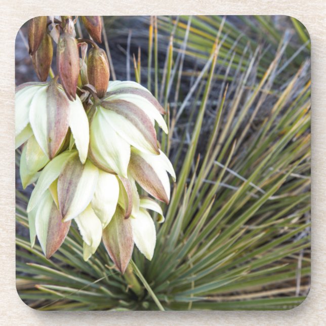 Soaptree Yucca Flowers In The Upper Missouri Coaster (Front)