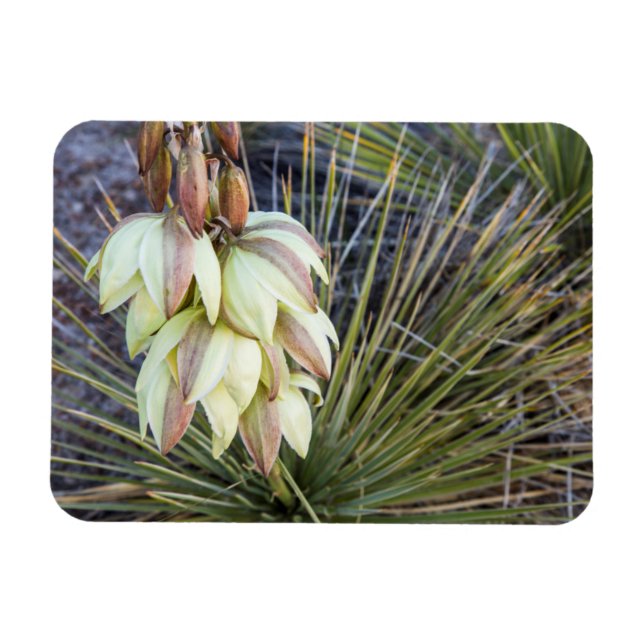 Soaptree Yucca Flowers In The Upper Missouri Magnet (Horizontal)