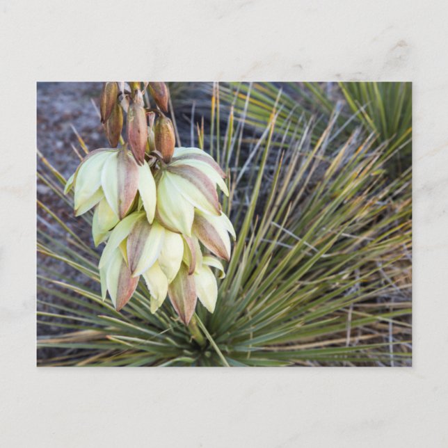 Soaptree Yucca Flowers In The Upper Missouri Postcard (Front)