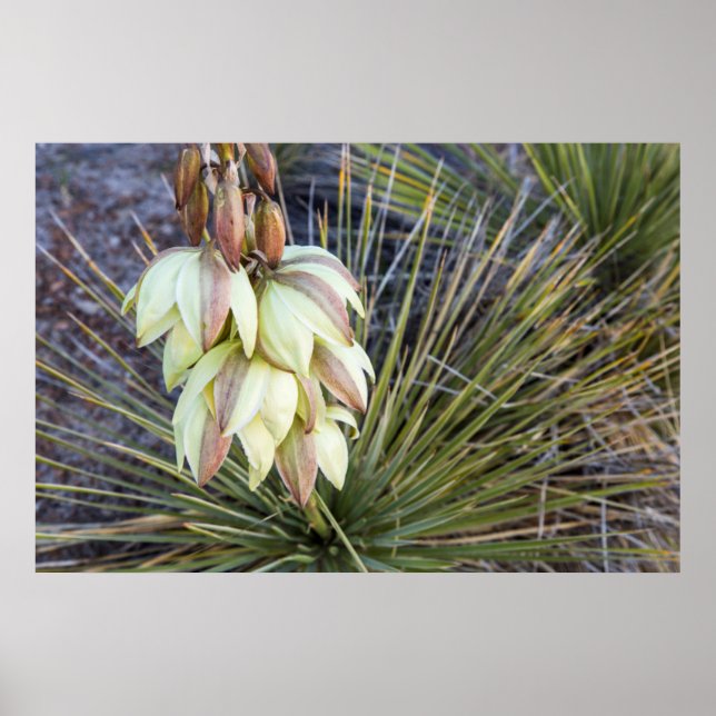 Soaptree Yucca Flowers In The Upper Missouri Poster (Front)
