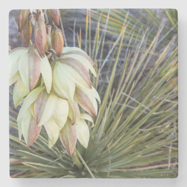 Soaptree Yucca Flowers In The Upper Missouri Stone Coaster (Front)