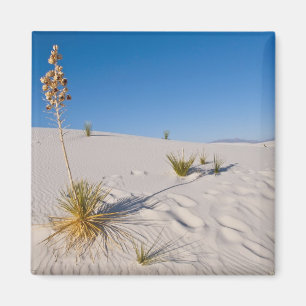 Soaptree Yucca, long Shadow, Transverse Dunes Magnet