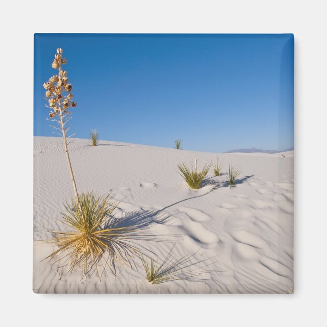 Soaptree Yucca, long Shadow, Transverse Dunes Magnet (Front)