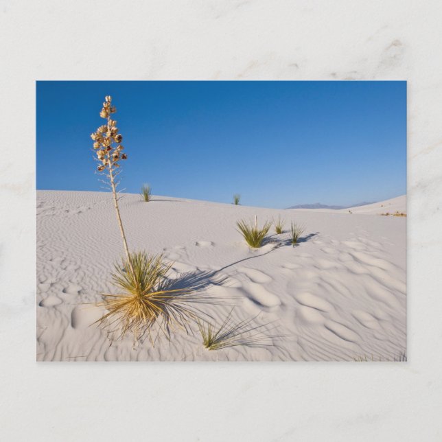 Soaptree Yucca, long Shadow, Transverse Dunes Postcard (Front)